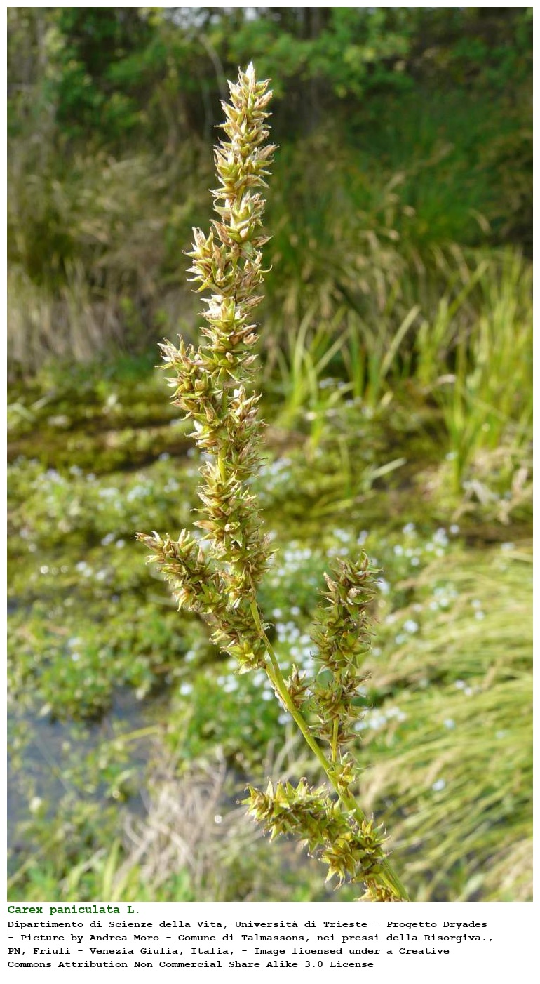 Carex paniculata L.